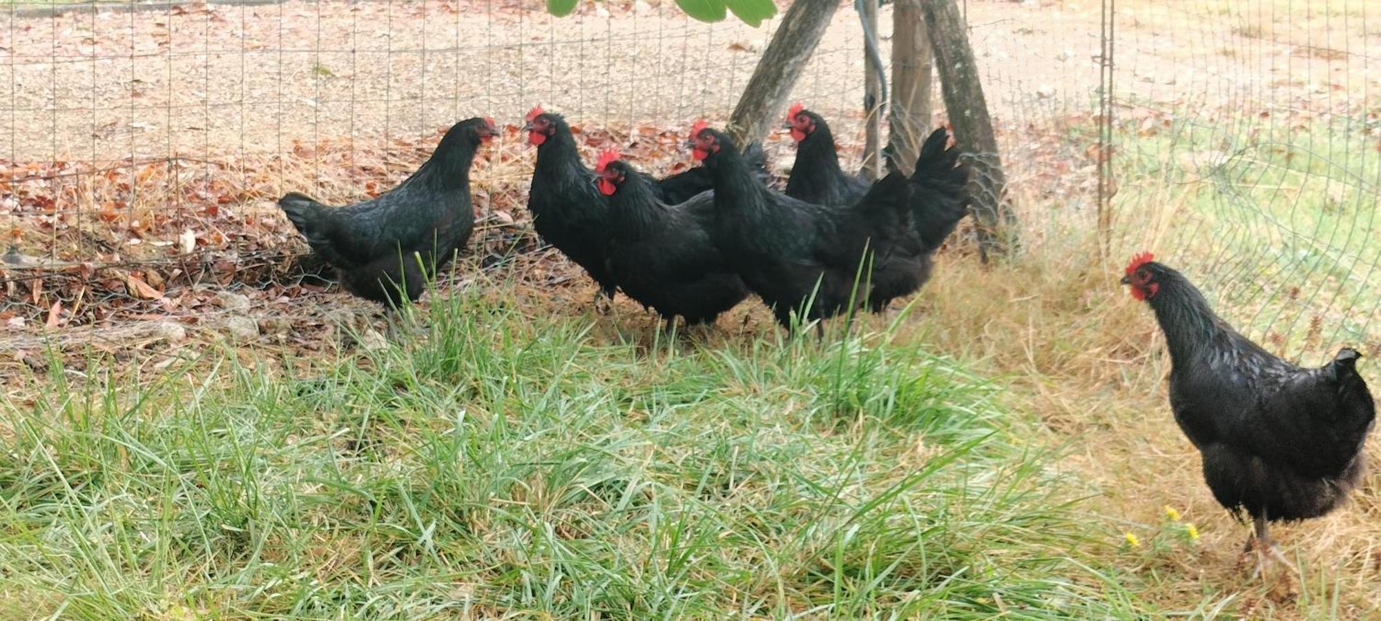 Gite "La Grange Aux Oiseaux" Domaine De Fonpeyroune Conne-de-Labarde Exterior foto